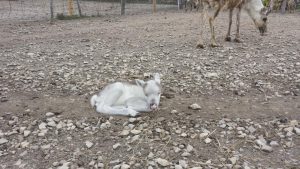 ５月１４日にトナカイの赤ちゃんが生まれました 豊富町 幌延町のサロベツ原野を楽しむ サロベツ時間 サロベツスマイル